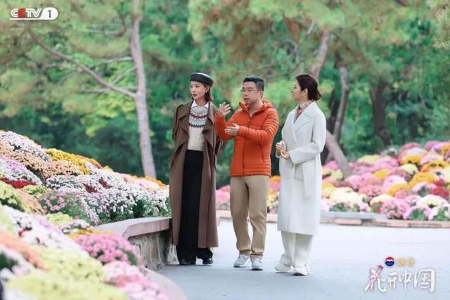《花开中国》北京篇（上）：岁寒菊香 满城芳华