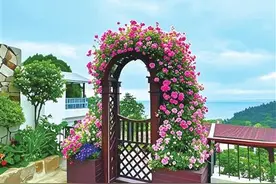 青岛“民宿＋养老”渐热：田园安“家”，养老变“享老”图片