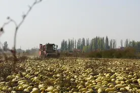乌鲁木齐市米东区：千余亩订单式葫芦瓜籽将销往内地图片