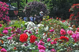 上海：复兴公园月季花开图片