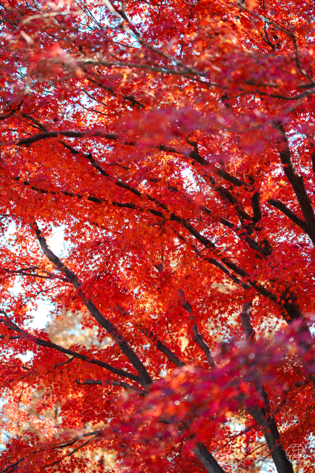 东湖这四处绝美秋景，出片率100%