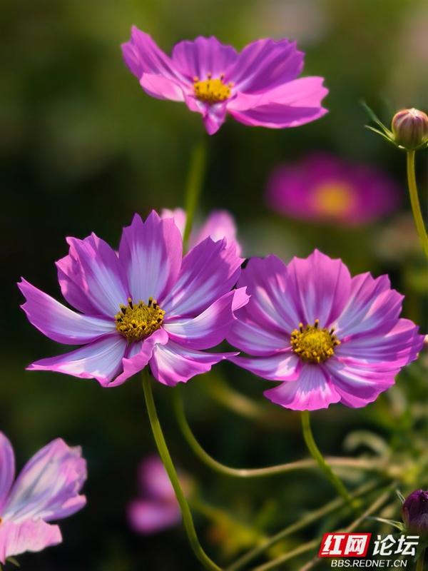 秋游时刻丨波斯菊盛放，安乡书院洲湿地织就花海浪漫