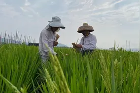 自贸港观察·焦点丨海南：让种业科研成果加速“跑”进市场图片