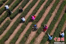 山东青岛：海外留学生体验制茶工艺 感受中国茶文化魅力图片
