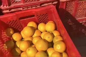 超11万斤水果免费发！吃不完，根本吃不完……图片
