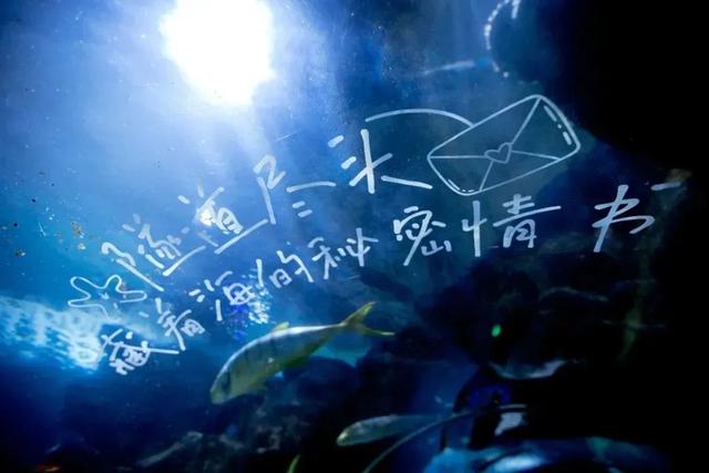游客：表演比游乐场花样还多，“蓝眼泪”比烟花更浪漫……氛围感包拉满！