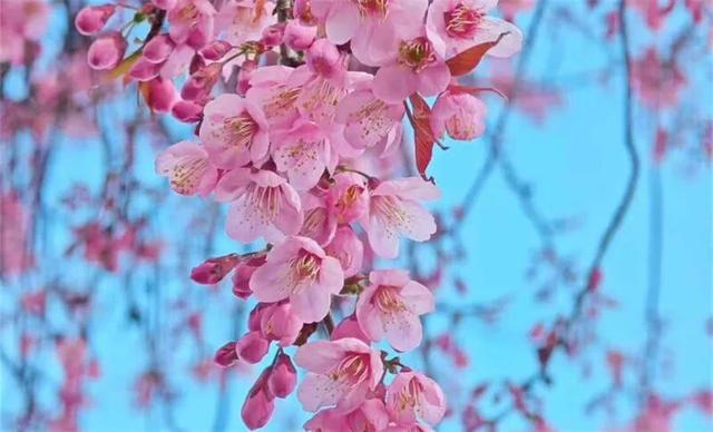 冬暖花开游云南 | 冬游红河，“马”上赏花！