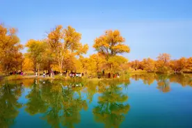 深秋的金塔胡杨林，戈壁荒漠中一道最美的风景线图片