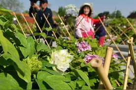 景山公园稀有牡丹品种盛花期将持续至“五一”图片