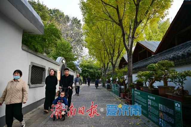 一年四季 泉在济南丨秋染中山公园：一园金色载满城市记忆