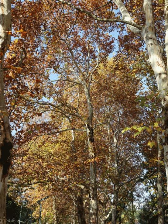 开福上新色：捕捉开福黄调时刻