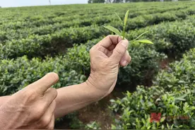 海南生物多样性样本：把“绿叶”变成致富“黄金叶” ，白沙县规模化种植辐射带动4500多户农民投身绿茶产业图片