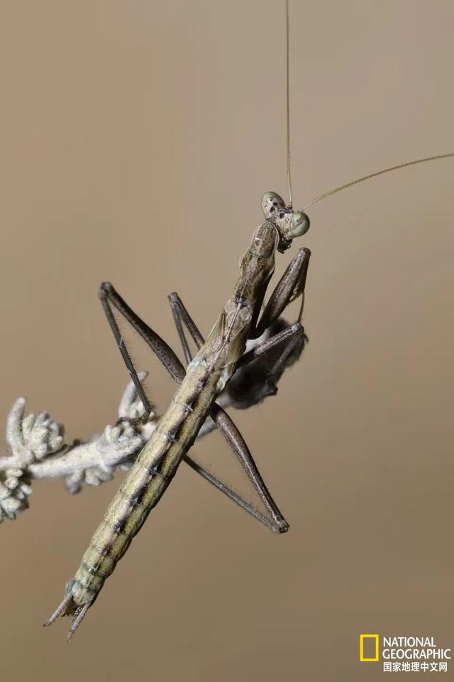 逃过“交配即死亡	” 魔咒	，新发现的螳螂物种靠跳舞躲开被配偶吃掉的命运