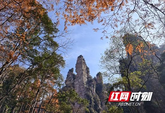 张家界国家森林公园：“杉”峰竞秀生态美