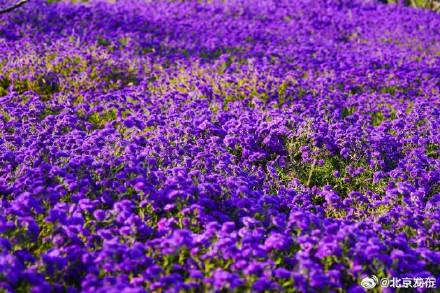 北京海淀这里，“藏”着一片紫色花海！