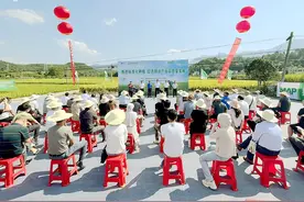 夷陵：水稻标准化种植 助农增收有奔头图片