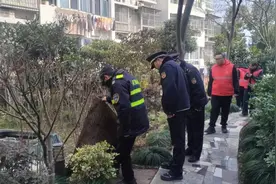 上海城管如何守护城市“绿线”？毁绿种菜执法普法并举，小区绿化修剪精准施策图片