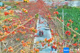 琼岛繁花盛放 邂逅烂漫春光图片