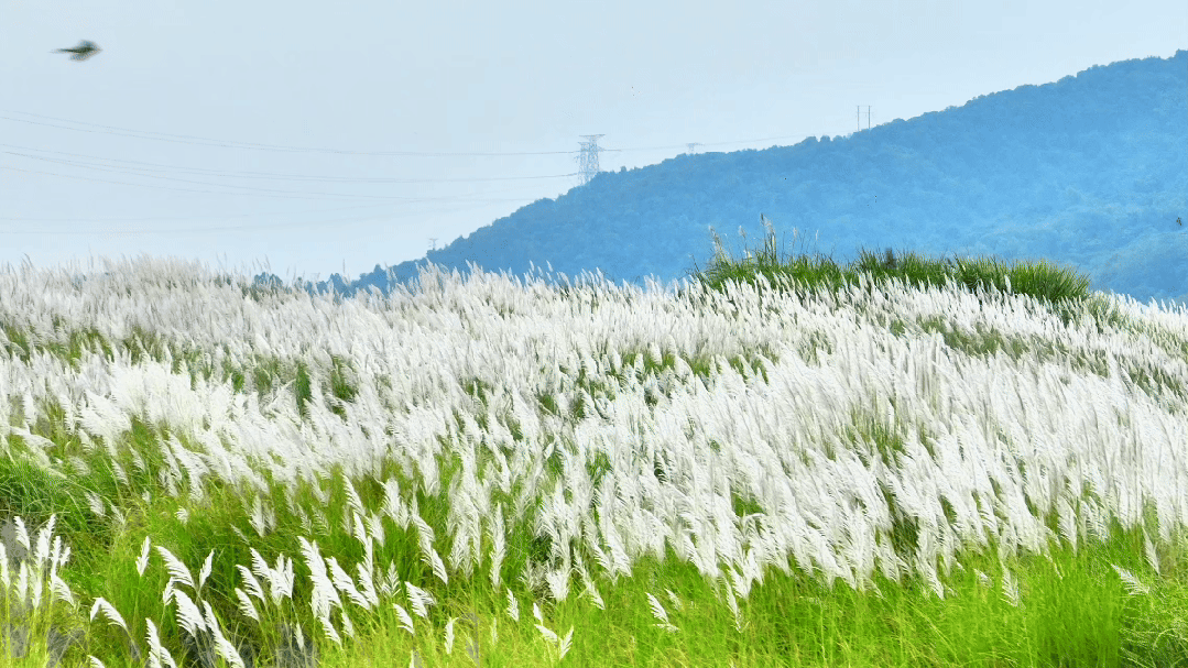 清城芦苇荡：隐藏在城市边缘的秋日童话