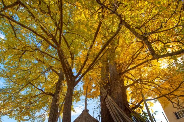 临安，一座被银杏腌入味的城市