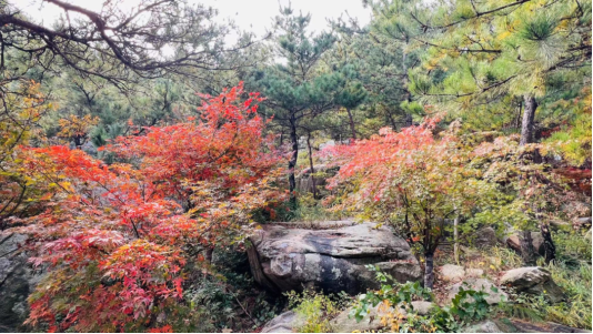 畅游青岛 文明相伴｜山海披红装，崂山进入高饱和度的秋天！