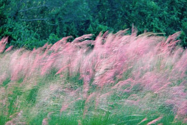 7000㎡粉黛花海+ “粉色童话世界”！深圳秋天必打卡→