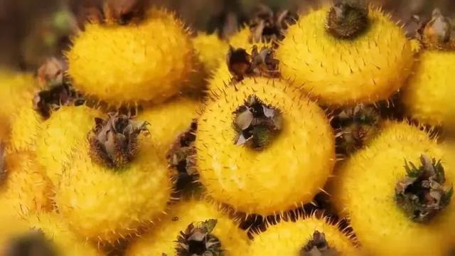秋花共赏 | 这个10月，冕宁要给你点“颜色”瞧瞧！