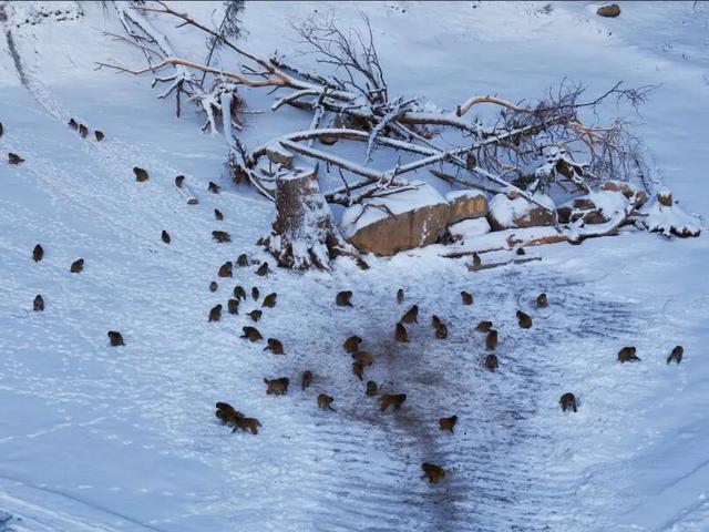 赴达古之约，赴一场冰雪秘境的沉浸式漫游｜冬季保姆级攻略