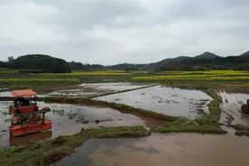湖南衡南：高标准农田建设让荒芜土地变产粮“大户”图片