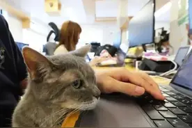 一公司“雇”11只猫，给员工去班味！网友：我真的很需要图片