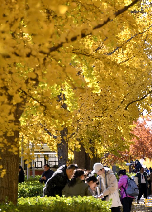 秋叶漫舞映京城