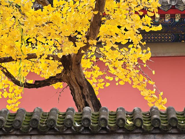 雨后天晴，承恩寺秒变“黄金殿”！银杏铺满院，古韵拉满格