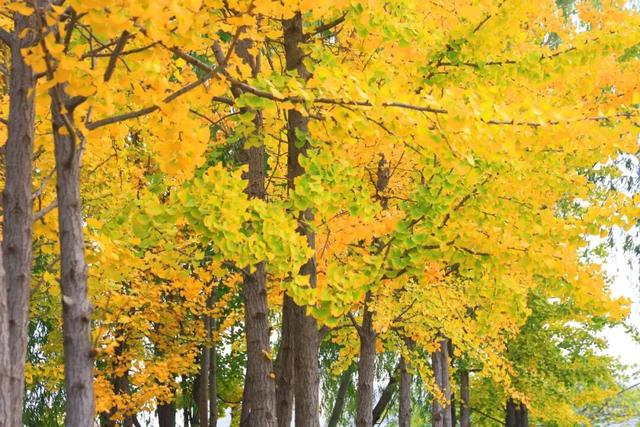 解锁“美拉德”色系！东平的秋天是懂氛围感的