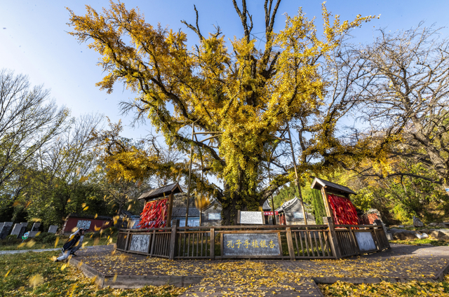 济宁冬季赏叶天花板，错过等一年的绝美景色
