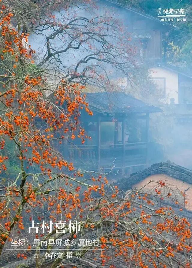 走！去屏南！这些柿子打卡点请收好→