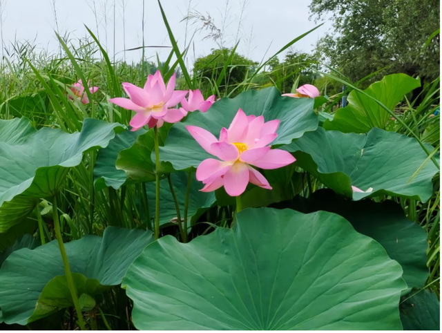 荷香四溢，共赏北京河湖之美