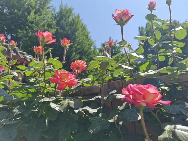 五月限定！西城花事正盛，赴一场初夏浪漫之约