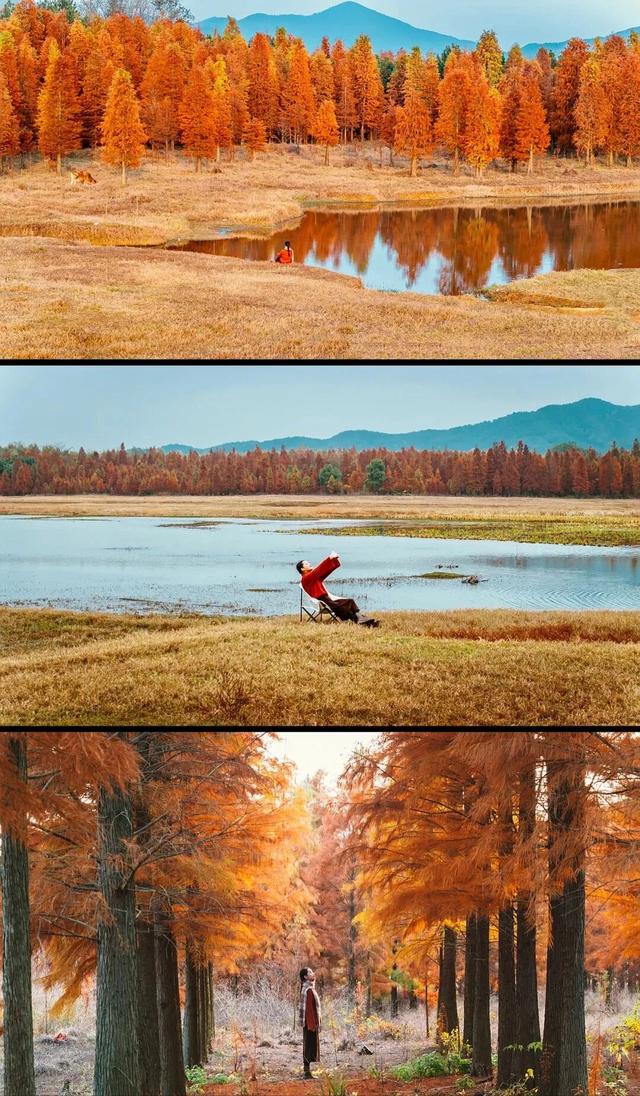 杉树红了！江西这些地方拍“红杉”大片超赞