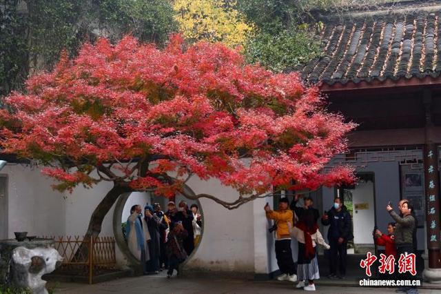 浙江杭州：红枫层林尽染 引游客竞相打卡