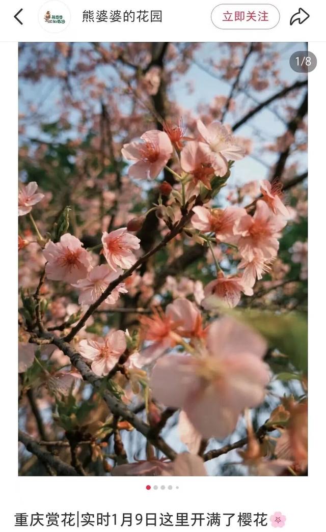 赏完你的赏你的！最近的重庆太会“开花”！红梅、白梅、冬樱全开炸了！