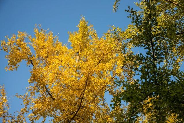 开始黄了，宋夹城“寻金季”正在上线！