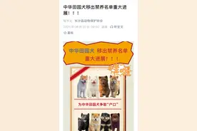 多地解禁中华田园犬，“一刀切”禁养狗不如管好养狗的人图片