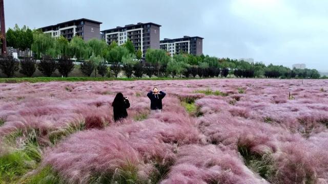 被圈“粉”！洛阳秋天的专属粉色浪漫藏在这些地方