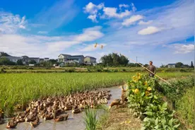 “再生稻＋鸭管家”！“一田三收”走出致富新“稻”路图片