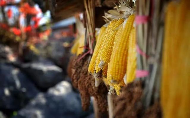 延边赏秋！邂逅最美“重阳”