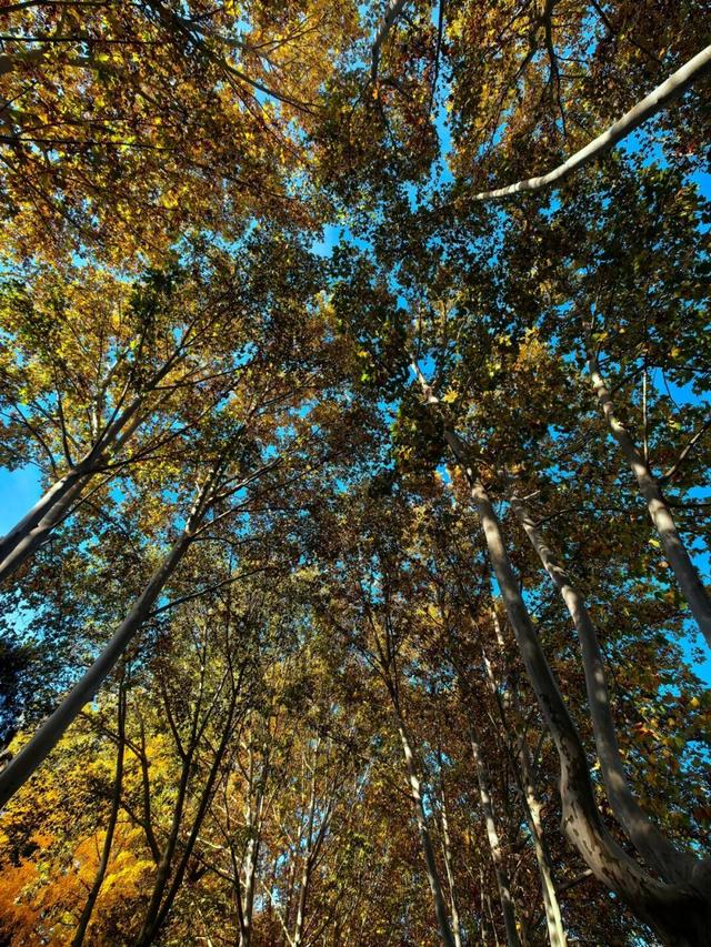 石家庄这里有条绝美梧桐大道