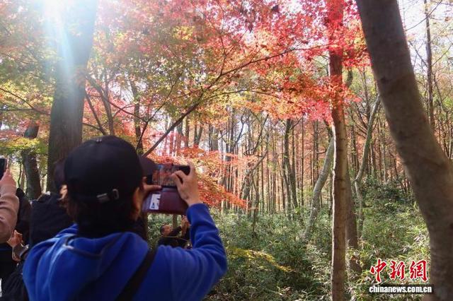 浙江杭州：九溪“枫”景如画引游人