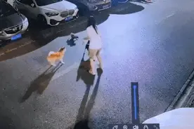 吓一大跳！突然窜出，不怕人，追着狗跑！上海超300个小区、学校、绿地已发现！紧急提醒！图片