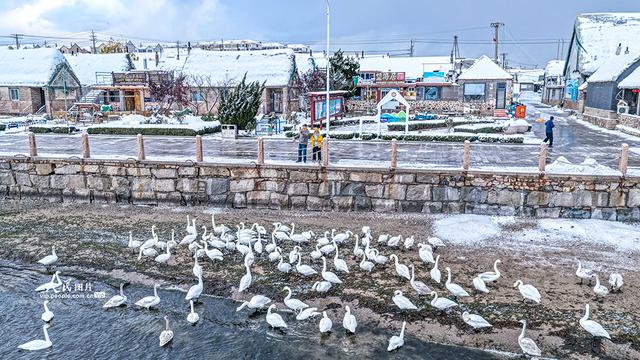 山东荣成：天鹅海湾 雪景如画