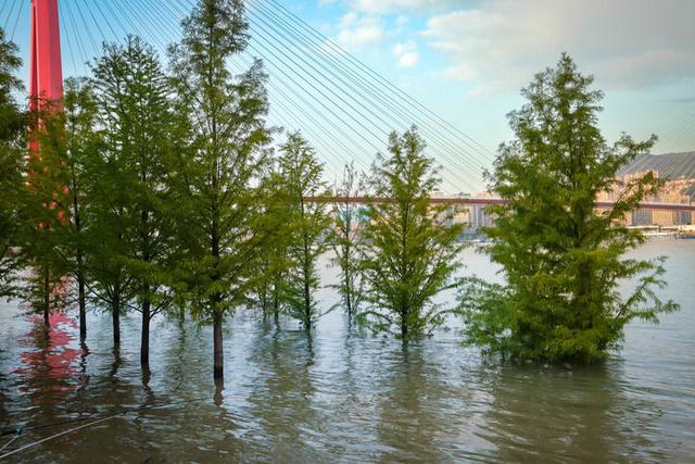 品读“万川毕汇之州”——三峡名城万州的城市蝶变之路